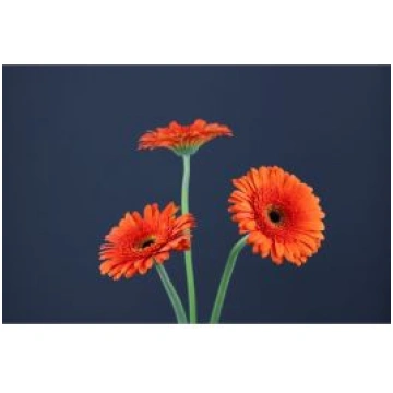 Gerbera Candela