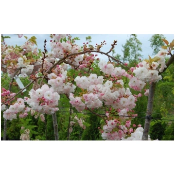 Sakura Prunus serrulata Shimidsu (augststumbra)