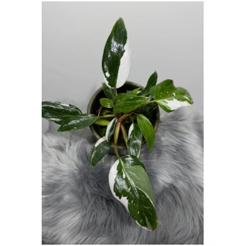 Philodendron 'White Princess' Augi-Plant