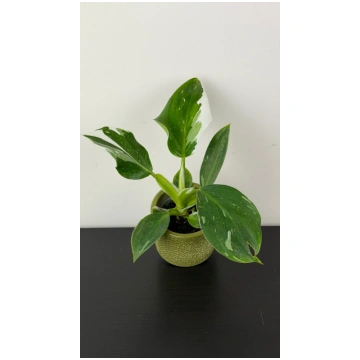 Philodendron 'White Wizard' Augi-Plants