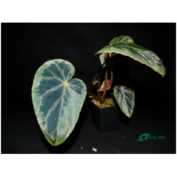 Begonia burkillii "Silver Edge" Hobby Jungle