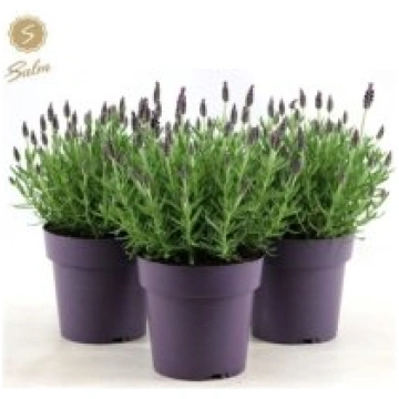 Stādi Lavandula st. "Anouk"(Lavanda)