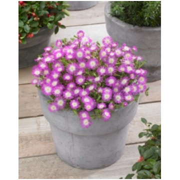 Delosperma hybrida Wheels Of Wonder Purple | A.M. 
