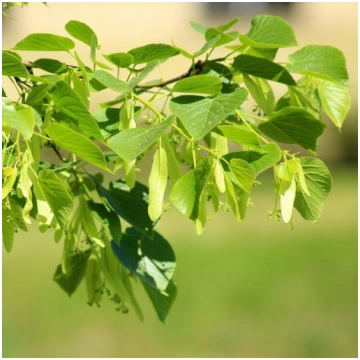 Liepa (Tilia cordata) 2L trauks