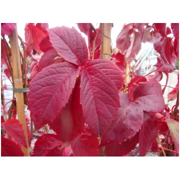 Parthenocissus quinquefolia-Ampelopsis quinquefoli