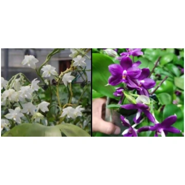 Phalaenopsis (Penang Violecea ‘BK forest’ X (Jenni