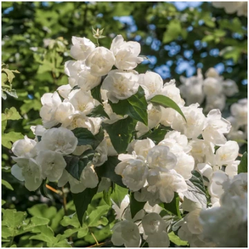 Filadelfs BOUQUET BLANC
