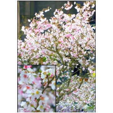Dekoratīvais (Sakura) "KOJO-NO-MAI"