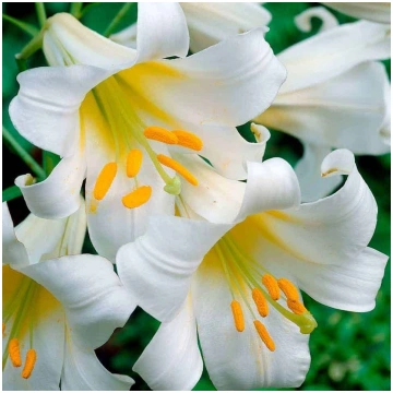 Lilijas Regale 14/16 1 gab, Sīpolpuķu gumi un sīpo