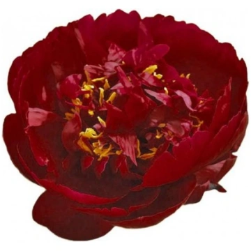 Peonija `Buckeye Belle` Paeonia Lactiflora `Buckey