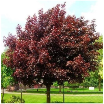 Acer platanoides - Sarkanā kļava (Augststumbra)