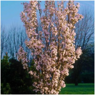 Japānas ziedu ķirsis - sakura ,,Amanogawa,, /Prunu