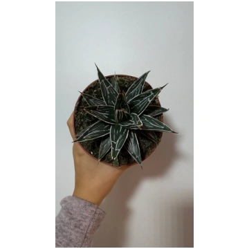 Agave Victoriae reginae www.augi-plants.lv