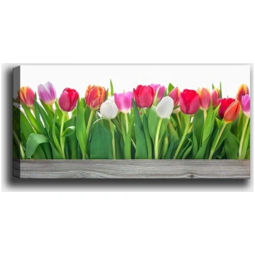 Reprodukcija Tulpes