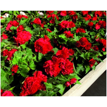 Begonia tuberhybrida Nonstop Red | A.M. ozoli