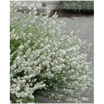 Lavanda "Alba" Kverkus