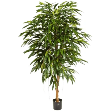Lietots - Ficus longifolia 210cm
