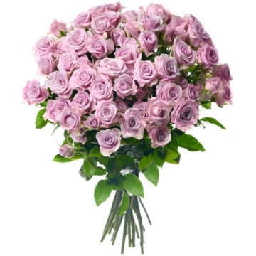 Gaiši violetas krūmu rozes L40 - 39
