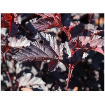 Physocarpus opulifolius 'Midnight' Irbeņ