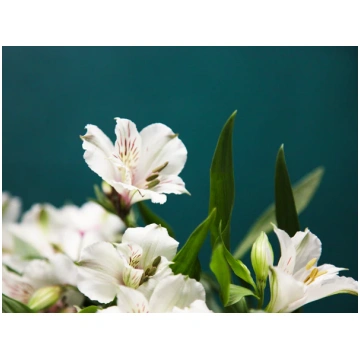 Alstromērijas | Alstroemeria tacito