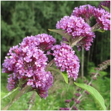 Maino lapu budleja (Buddleja alternifolia) pods 2L