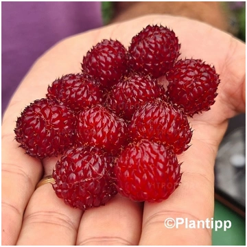 Malina Raspberry Tower (Hara) 1 gb.,lūgums jaunstā