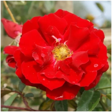 Sarkana - augsnes seguma roze - nesmaržīga roze - 