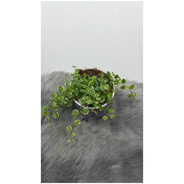 Ficus pumila White Sunny augi-plants