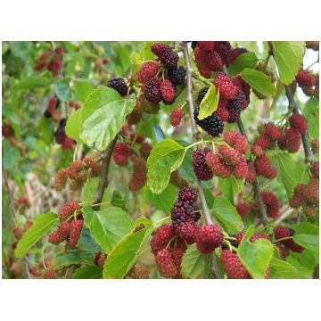 Morus alba 'Czerwonoowocowa' RED FRUIT