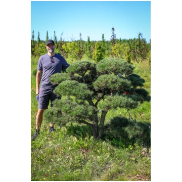 Parastās priedes BONSAI-NIWAKI dižstāds (Nr.1) - u