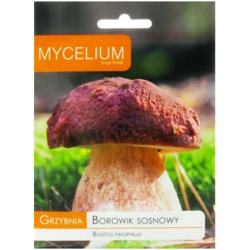 Baravikas priežu Mycelium