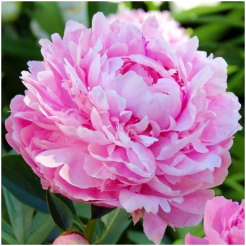 Peonijas SARAH BERNHARDT 6gab DĀRZIEM
