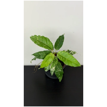 Ficus Snowstorm augi-plants
