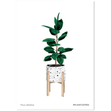 Kartīte Ficus, All the ways to say