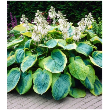 Hosta "Frances Williams"