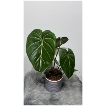 Philodendron Gloriosum Augi-Plants