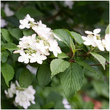 Irbene, Japānas milzu ,,Kilimanjaro,, /Viburnum pl