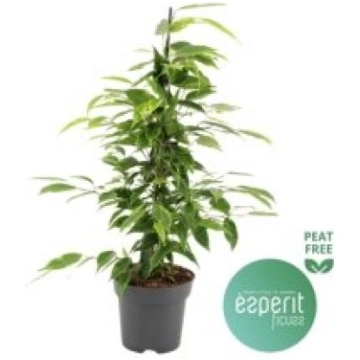 Telpaugi Ficus benj. "Anastasia"(fikuss)
