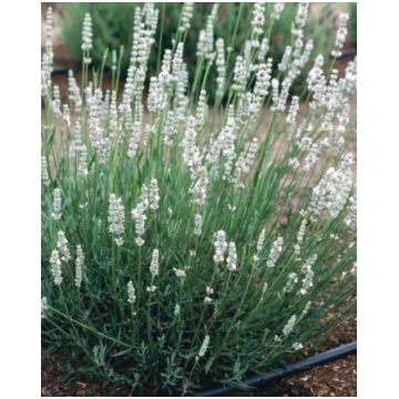 Lavandula intermedia Alba | A.M. ozoli