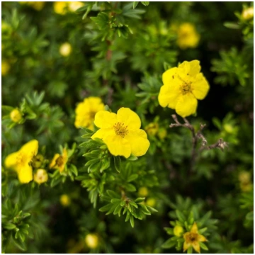 Potentilla fruticosa 'Goldstar' Parastā 