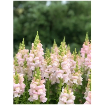 Lauvmutīte 'Costa Silver' (Antirrhinum m
