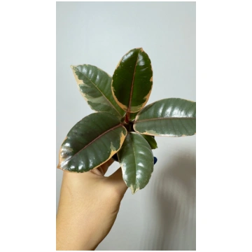 Ficus Ruby Bicolor Augi-Plants