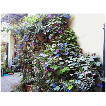 Ipomea indica-Morning Glory Donnadipiante - Vendit