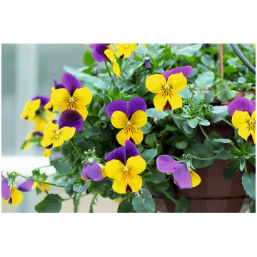 Viola witrockiana - Atraitnītes iekaramajā podā