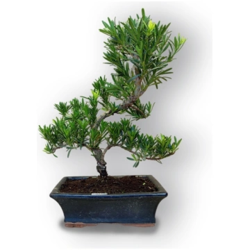Budas priedes bonsai, Ref. 8088