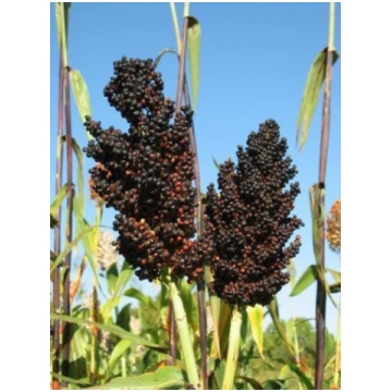 Parastais sorgo BLACK FALCON, 0,5 grami